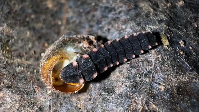 Firefly larva eating snail inside shell in close up