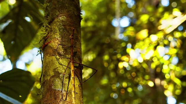Stick insect perched on tree bark in tropical rainforest