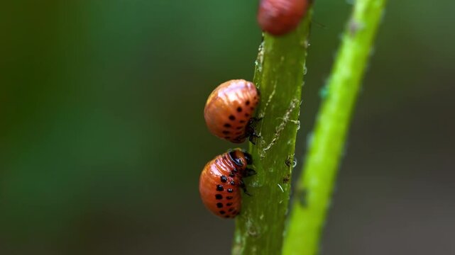 Colorado potato beetle larvae crawling on green stem