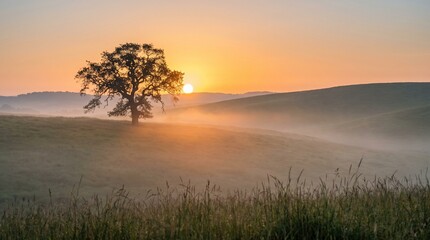 Fototapeta premium A lone tree standing in a misty landscape during sunrise with golden morning light. Perfect for themes of tranquility, nature, countryside, scenic beauty, and peaceful outdoor environments