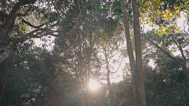 Trees Under Sunlight.