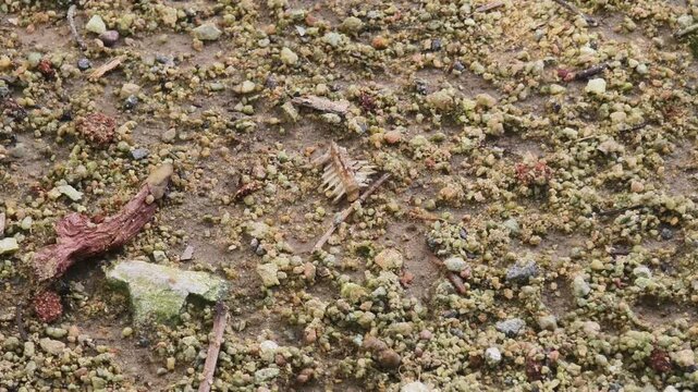Macro time lapse of black ants working together to carry a piece of bone on the ground.