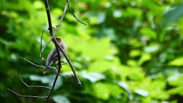 Birds 0747 Cedar Wax Wings West Sand Lake New York