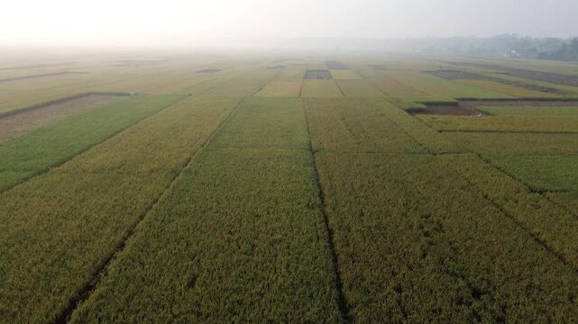 Aerial view of farmers harvesting ripe rice in neat, organized rows across a lush paddy field