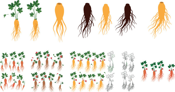 Fresh Ginseng Root Vector Illustration Set Featuring Whole Plants, Green Leaves, Roots, Silhouettes, and Line Art for Herbal Wellness Product Packaging