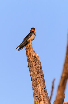 A barn swallow perched on a withered tree branch in warm golden evening light against a clear blue sky