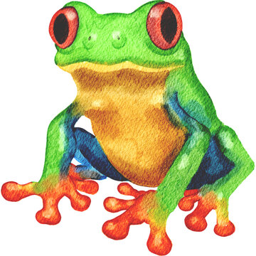 Coqui frog green eyed tree frog puerto rico
