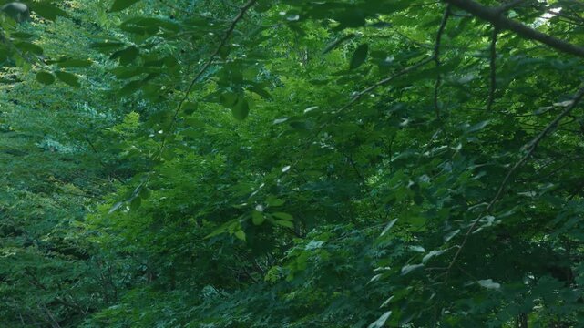 Deep green broadleaf forest
