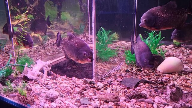 In a lit aquarium with pebbles and grass, shiny piranhas slowly move through the water with their mouths open