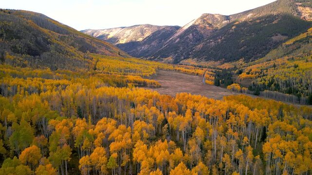 Aerial view of golden aspen trees in Colorado rocky mountain valley.