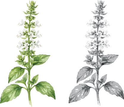 Basil Flower 
