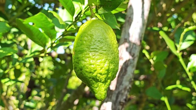 Fresh lemon tree in garden.