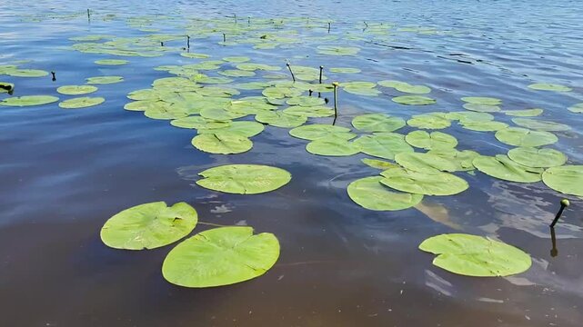 The murky water of the river waves swirls the green leaves of the water lilies, and the sunlight sparkles