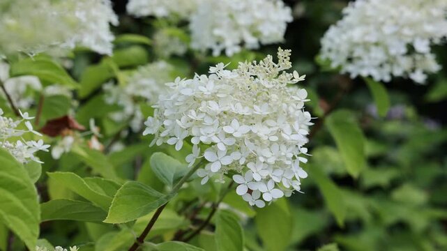 White hydrangea paniculata flowers blooming in garden
