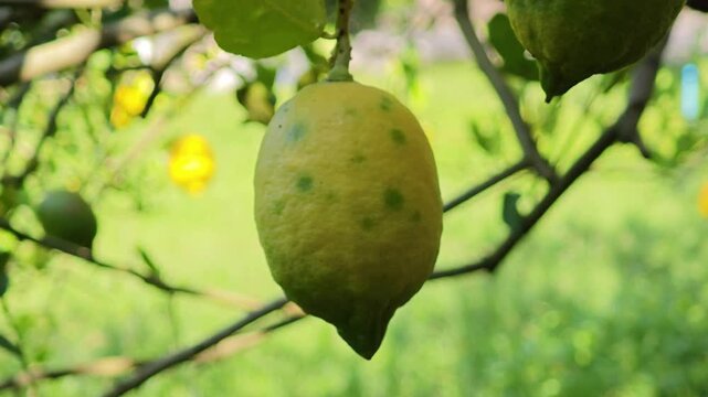 Fresh lemon tree in garden.