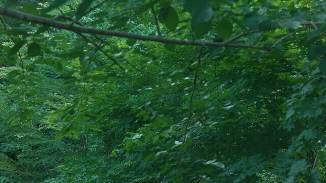 Deep green broadleaf forest