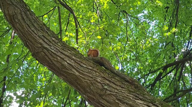 On a windy summer day, a little red squirrel sits high on a linden tree branch, eating a walnut