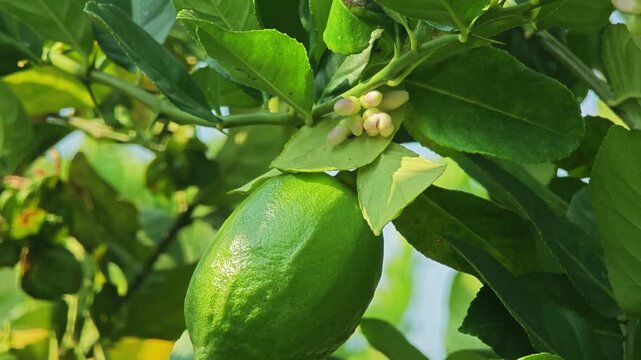 Fresh lemon tree in garden.