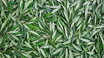 Fototapeta premium Dense green and white variegated foliage background texture.