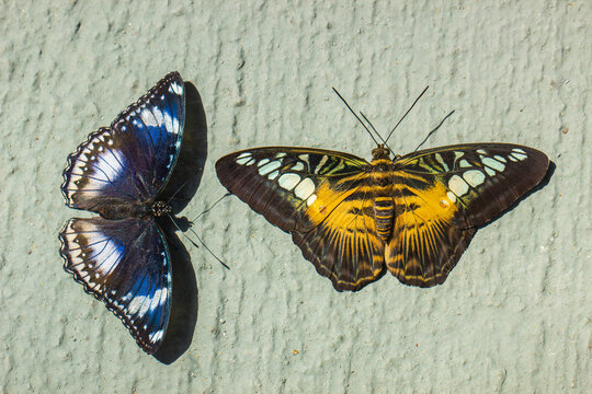 Two colorful butterflies resting on a stone