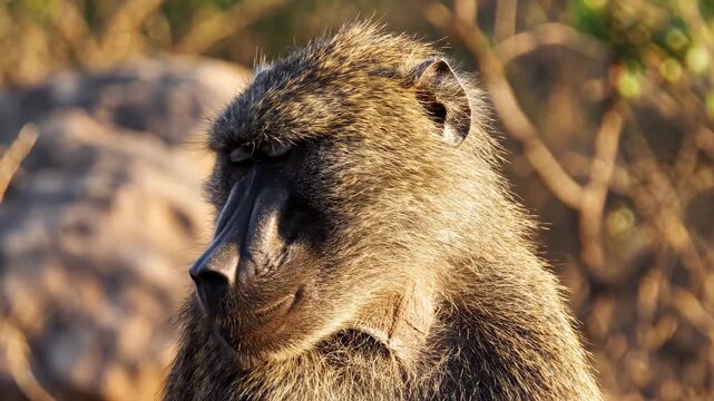 A wild chacma baboon observes the rolling hills within the golden light of the African afternoon while showing a thoughtful expression in its eyes during a quiet movement across the vast savanna