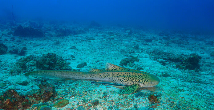 Underwater photo of the endangered Leopard shark or Zebra shark. From a scuba dive in Thailand