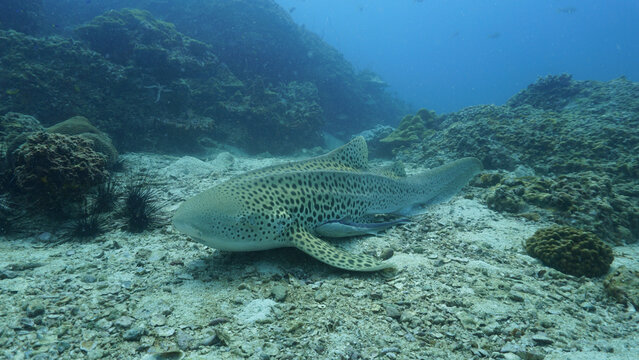 Underwater photo of the endangered Leopard shark or Zebra shark. From a scuba dive in Thailand