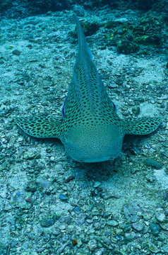Underwater photo of the endangered Leopard shark or Zebra shark. From a scuba dive in Thailand
