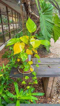 Liana scindapsus or golden pothos leaves on the tree background