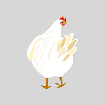 Cute white hen, isolated farm chicken character for Easter design and rustic decor