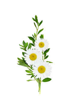 Daisy flowersand green grass in a floral arrangement isolated on white or transparent background