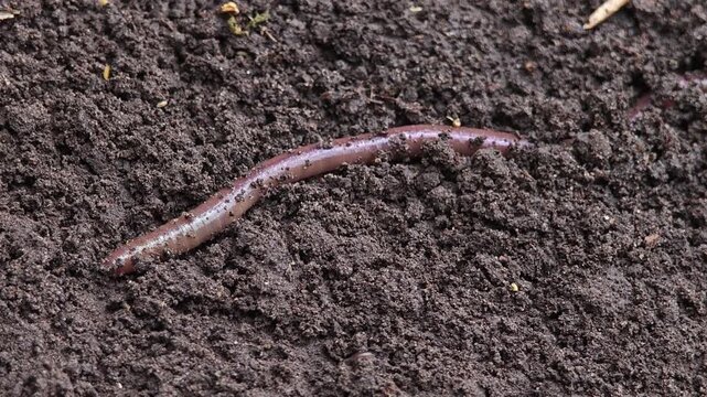 Earthworms living in black soil.
