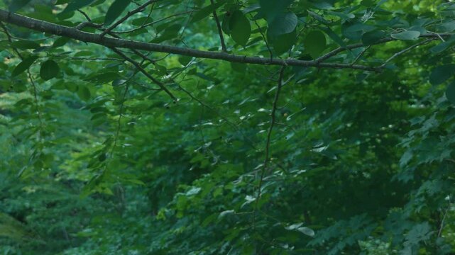 Small branch with black cherries