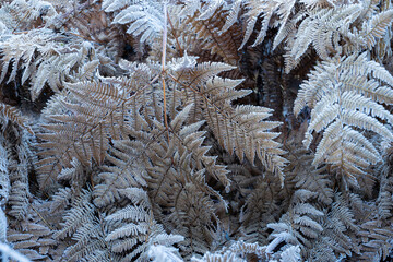 Dry fern leaves covered with frost. Winter background. © Anna
