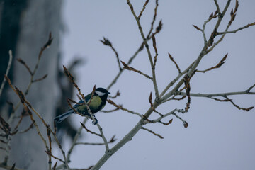 Great tit bird perched on budding tree branch in early spring © VKirillov