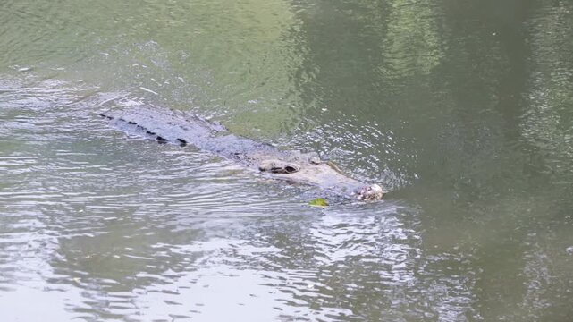 A male Saltwater crocodile (Crocodylus porosus) attempts to approach a female, Saltwater crocodile (Crocodylus porosus) swimming in calm water