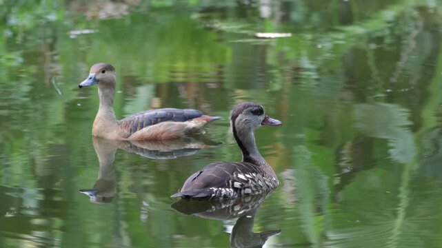 Brazilian Teal (Amazonetta brasiliensis) swimming on calm pod with reflection, Close-up of Brazilian Teal Duck swimming in peaceful wetland
