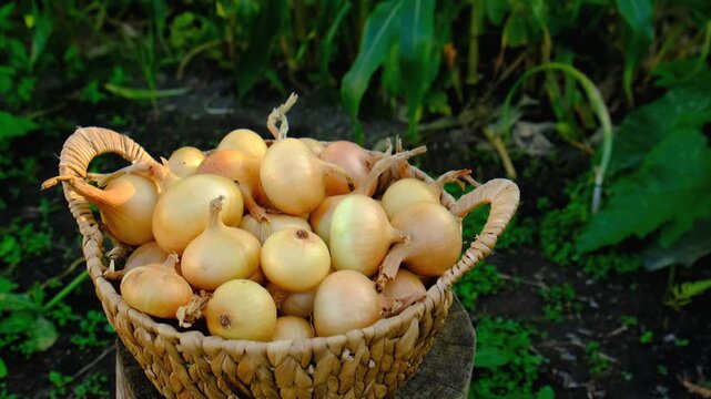 Onion harvest in the garden. Selective focus.