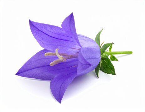 Glockenblume
