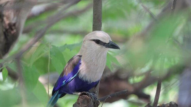Blue-bellied roller (Coracias cyanogaster) in natural habitat, Close-up Blue-bellied roller (Coracias cyanogaster) perched on a tree branch