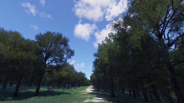 3D - Drone aerial view of Francis Marion & Sumter National Forests in Whitmire. South Carolina. United States