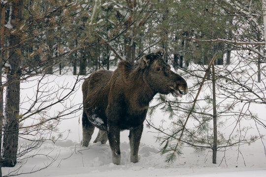 Wild eurasian moose standing full length in snowy winter pine forest