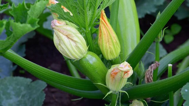 A slow zoom out reveals a young, green zucchini plant with developing fruit and vibrant yellow blossoms growing in an organic garden.