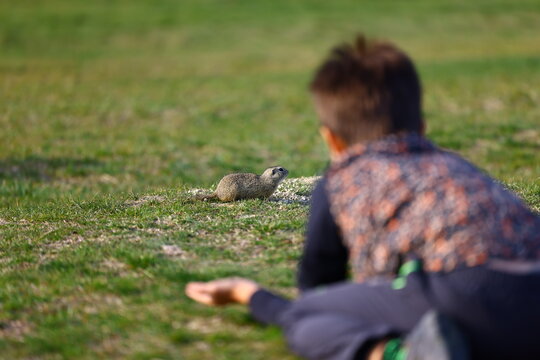 Curious child watching European ground squirrel in grassy meadow