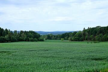 Fototapeta premium Green field