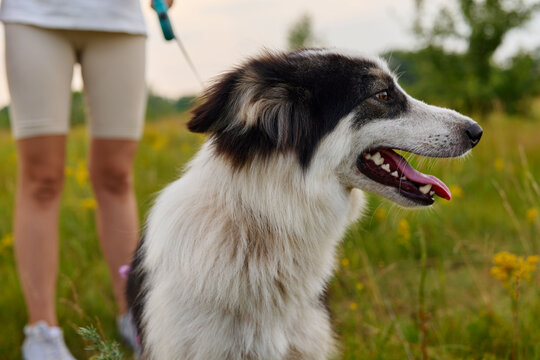 A person walks a dog in a field during the evening. The dog looks happy with its tongue out. The grass and trees surround them in the background