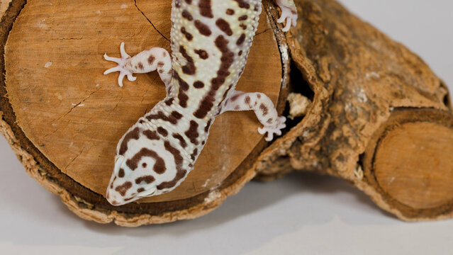 Top-Down View of a Spotted Leopard Gecko Crawling on Wood