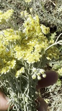 Yarrow Plant (Achillea millefolium) in its Natural Habitat: A Medicinal Herb for Healing Teas