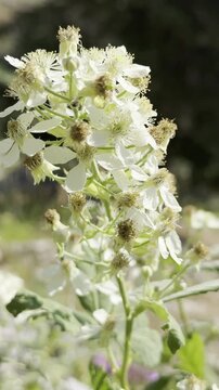 Orbiting Macro Close-Up of Blooming Blackberry Flowers, Spring Nature Concept