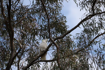 Sulphur-crested Cockatoo Perched High in a Eucalyptus Tree © blueringmedia